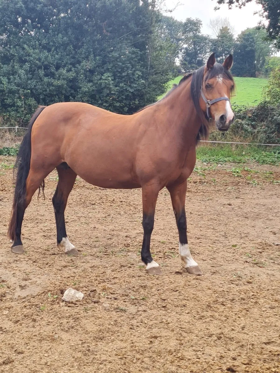Top class broodmare - Image 4