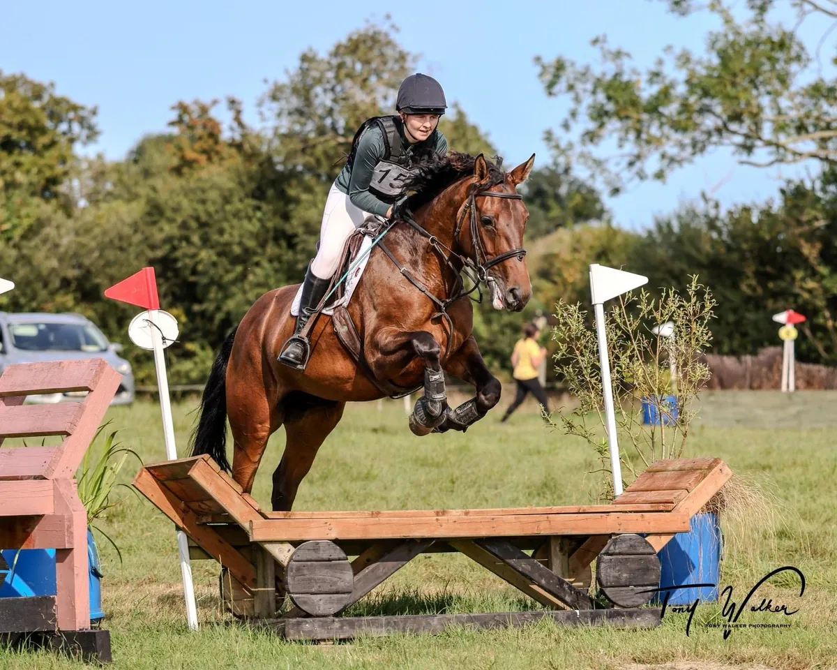 16h 4 yr old Mare - Image 1
