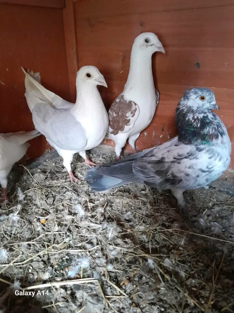 Pigeon - Image 1