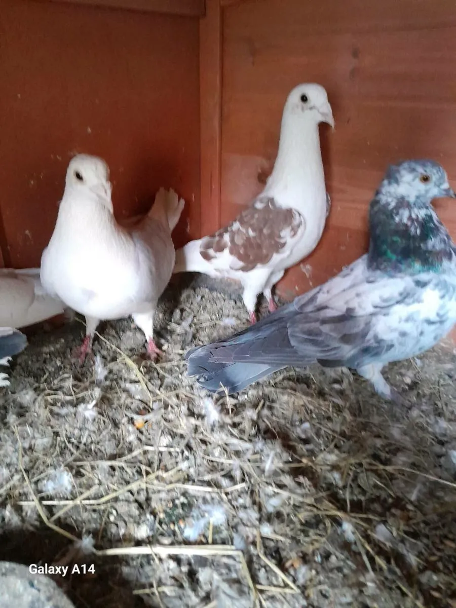 Pigeon - Image 2