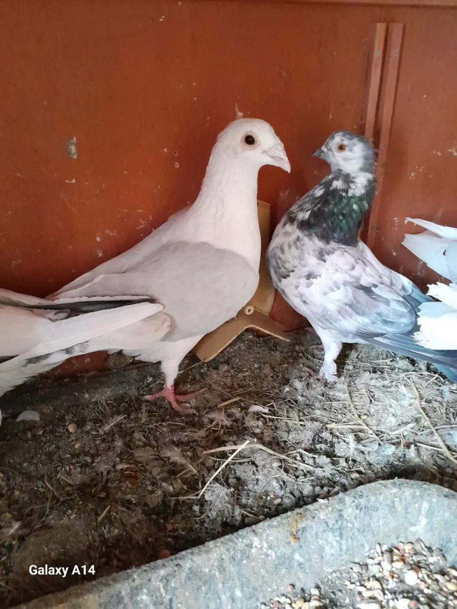 Pigeon - Image 3