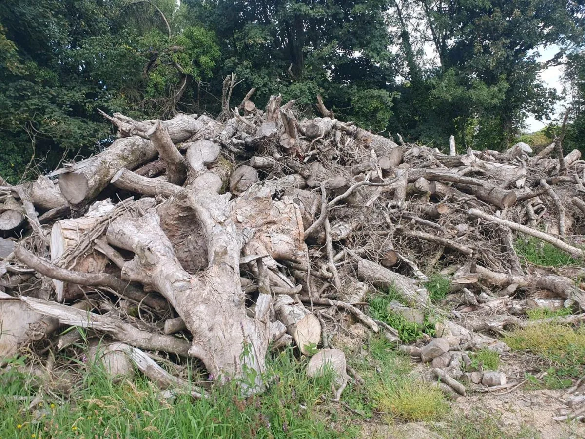 Timber - Image 1