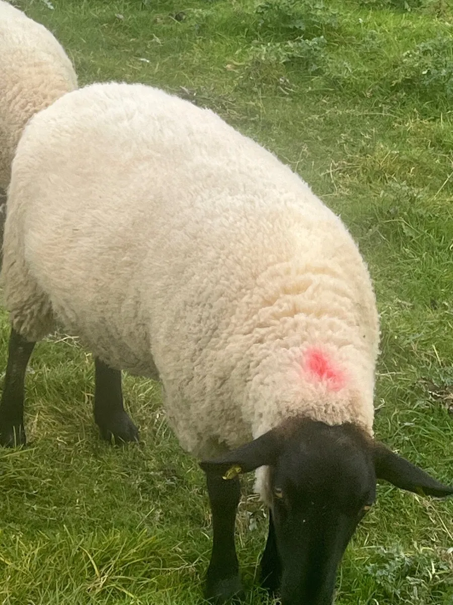 Hoggets - Image 1