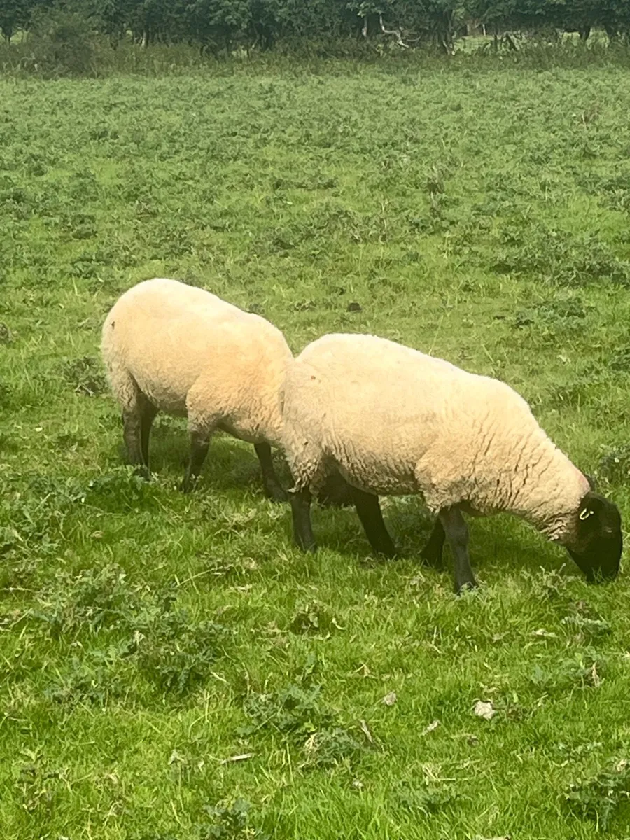 Hoggets - Image 2