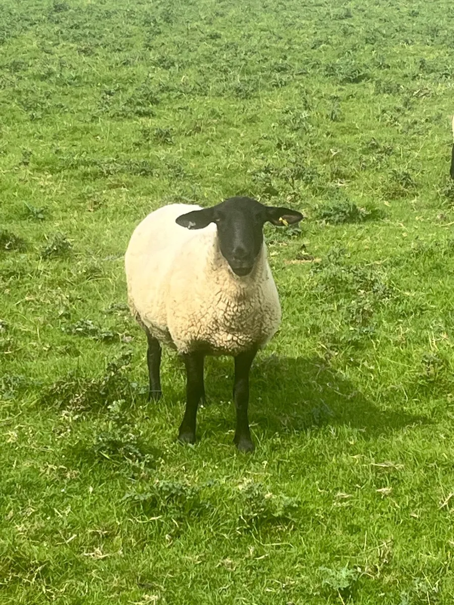 Hoggets - Image 3