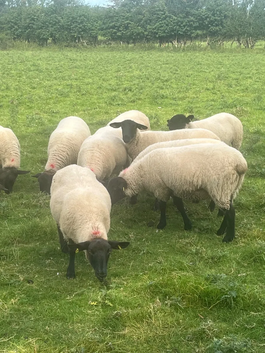 Hoggets - Image 4