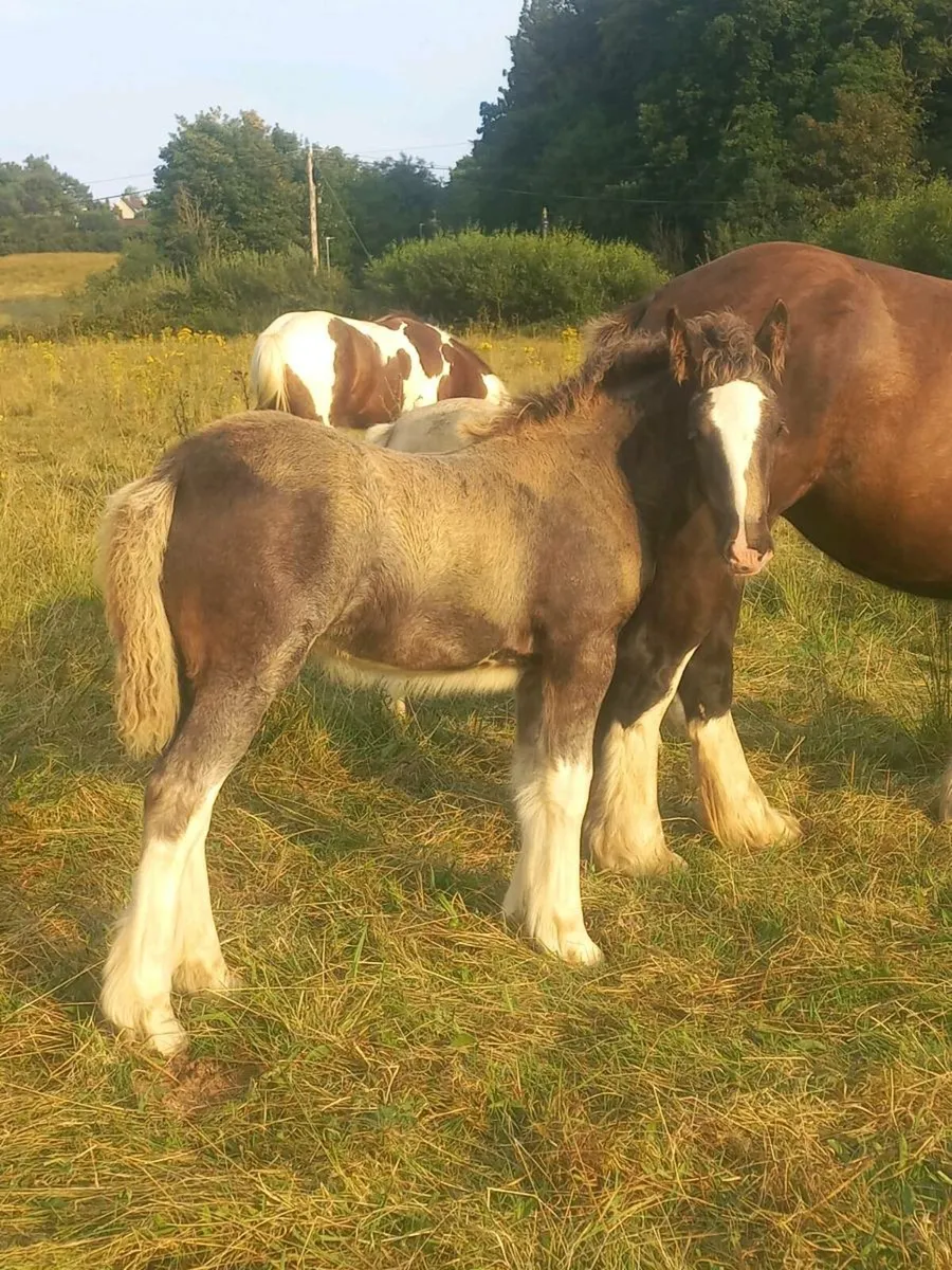 Heavy Filly Foal - Image 1