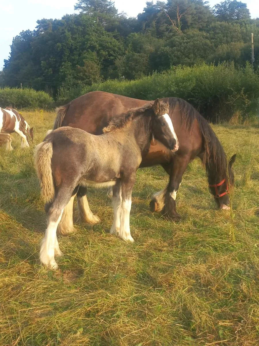 Heavy Filly Foal - Image 2