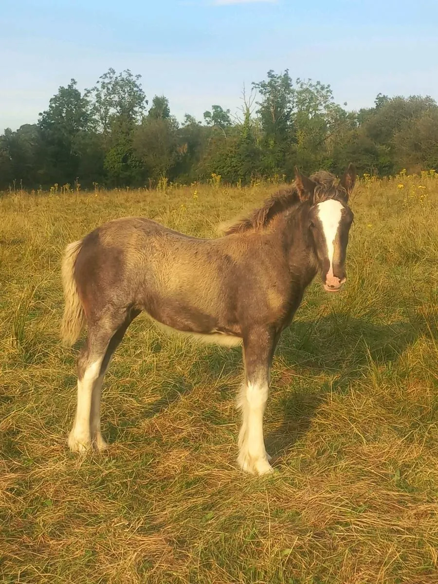 Heavy Filly Foal - Image 3