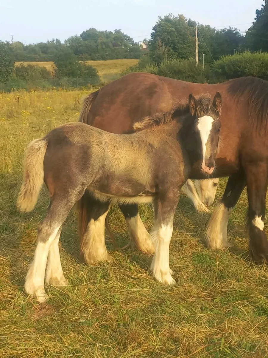 Heavy Filly Foal - Image 4