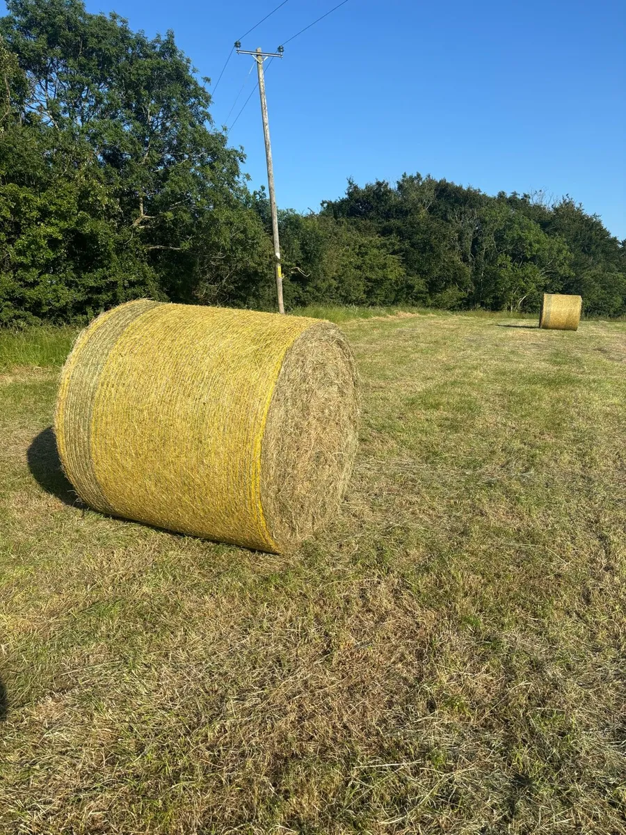 Hay