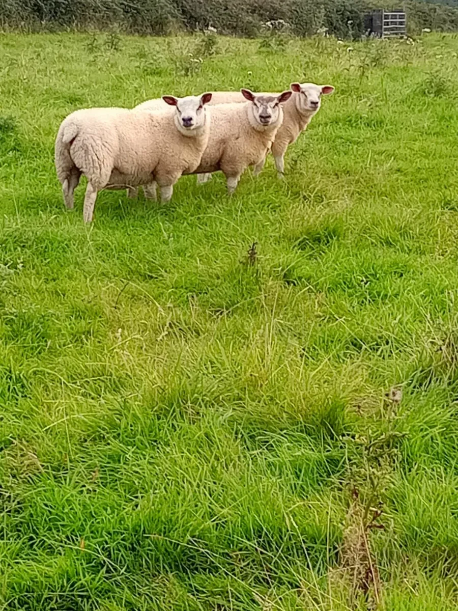 Ewe Lambs - Image 1