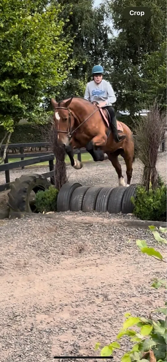16.2h 4 year old cob - Image 2