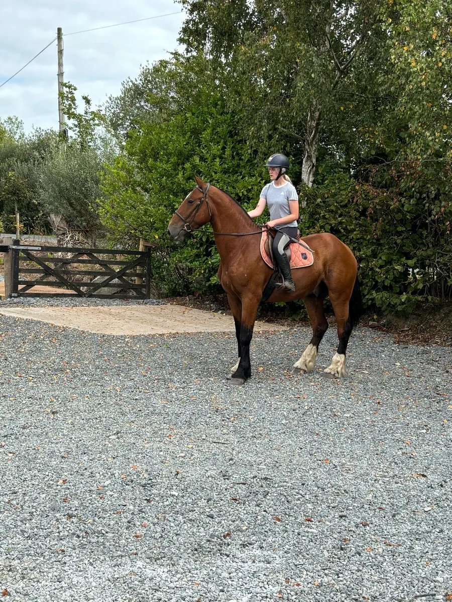 16.2h 4 year old cob - Image 3