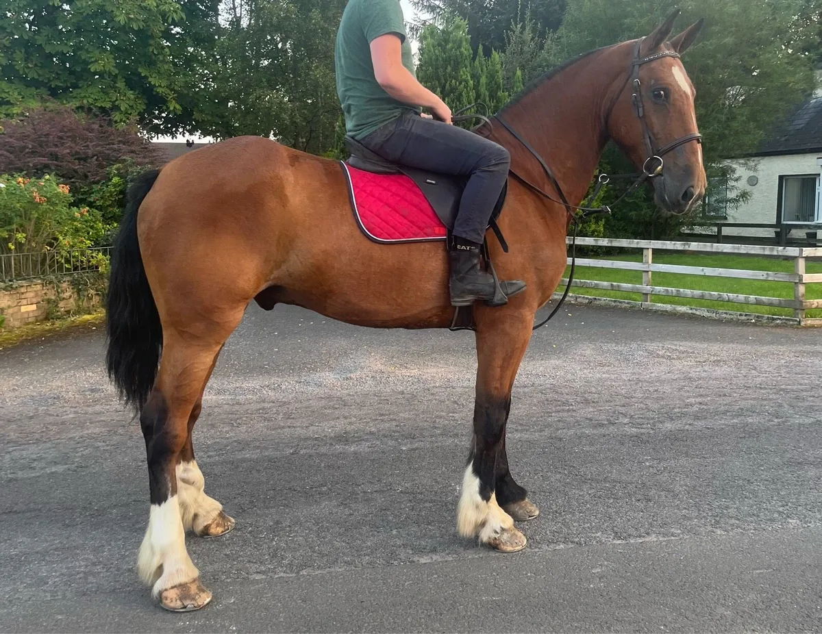16.2h 4 year old cob - Image 4