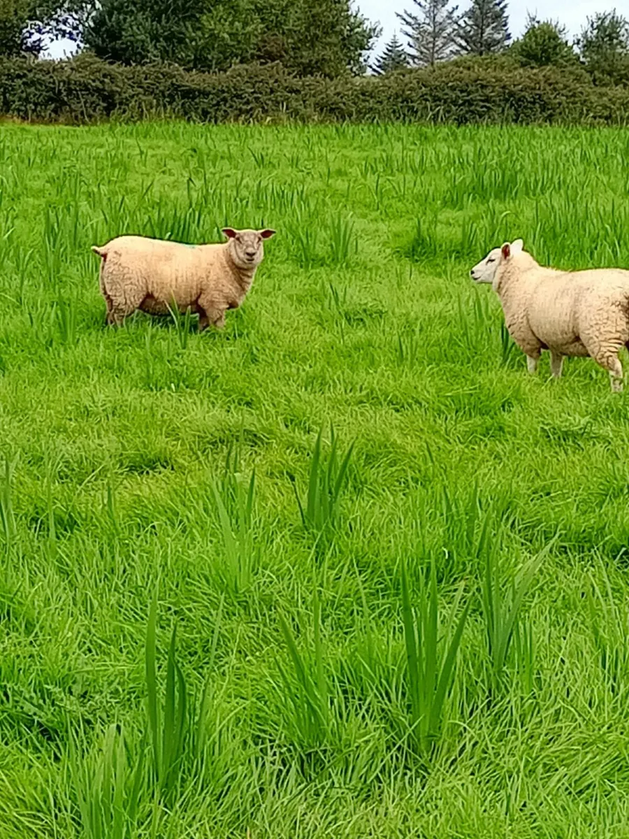 Ewe Lambs - Image 2