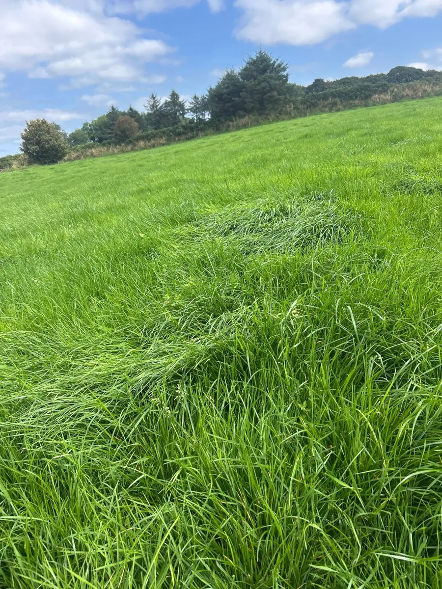 Silage Bales