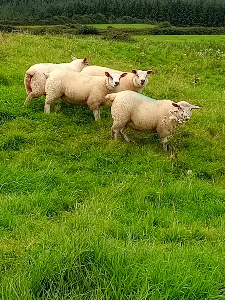 Ewe Lambs - Image 3
