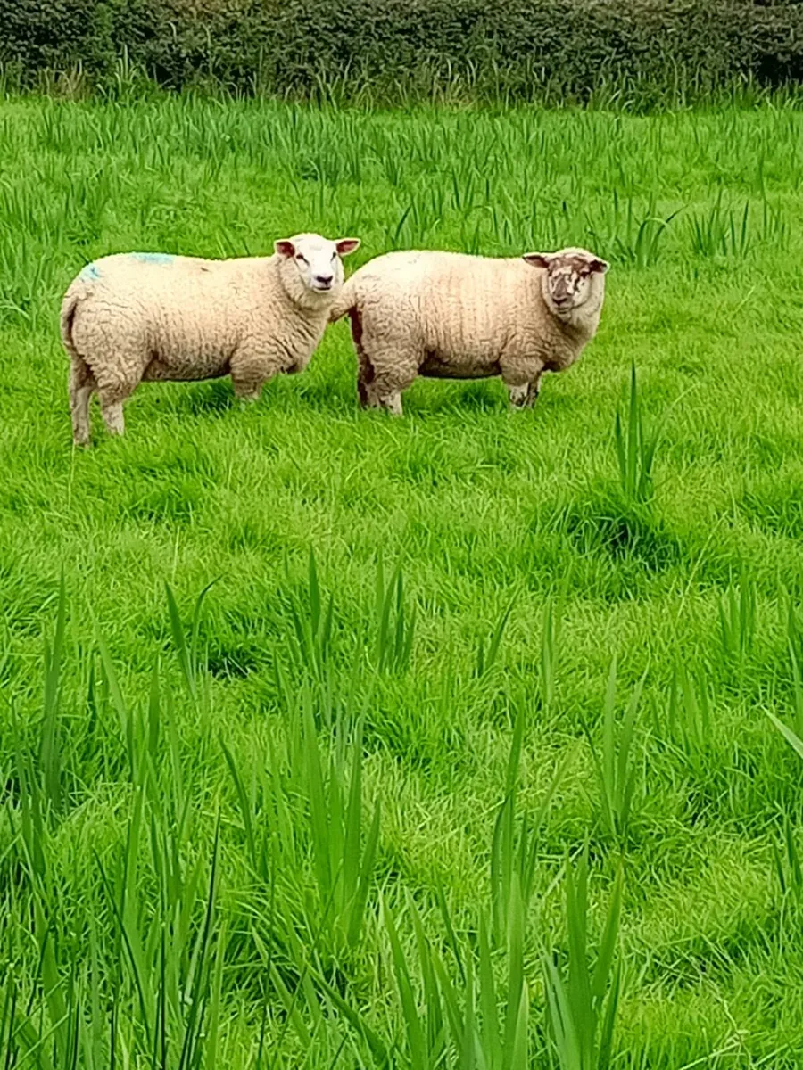 Ewe Lambs - Image 4