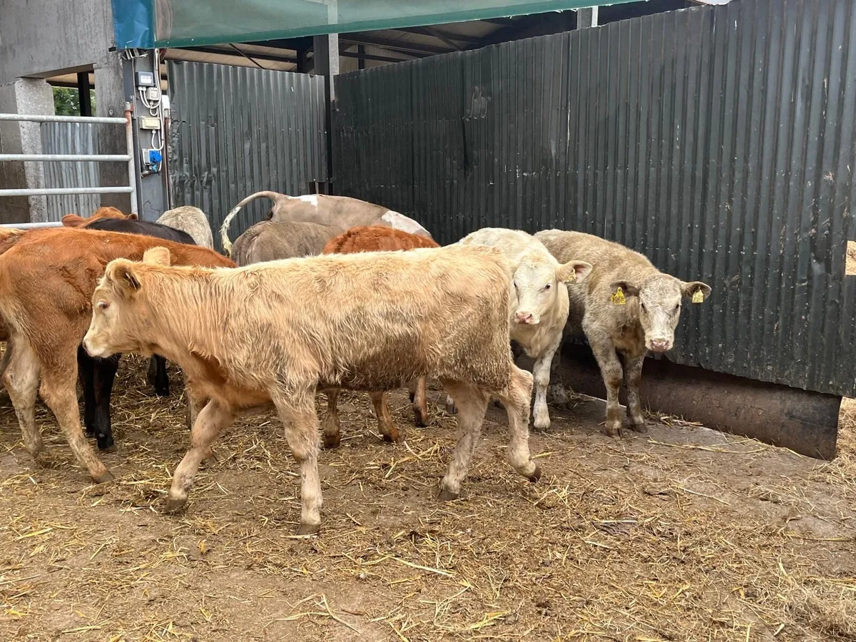 12 super  suckler bred  continental heifers - Image 1