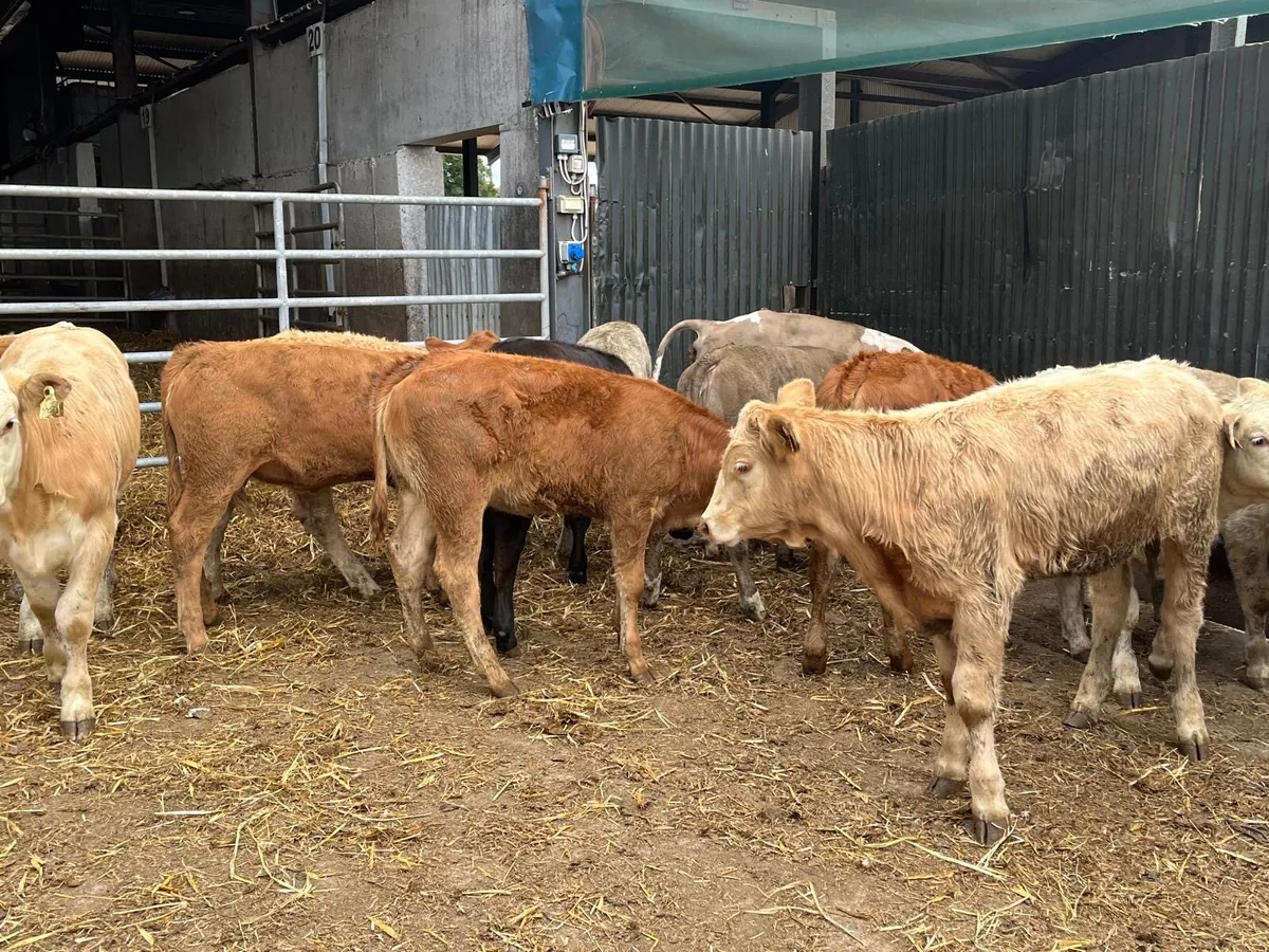 12 super  suckler bred  continental heifers - Image 2