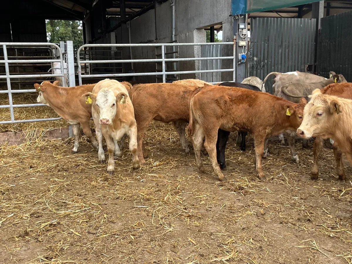 12 super  suckler bred  continental heifers - Image 3