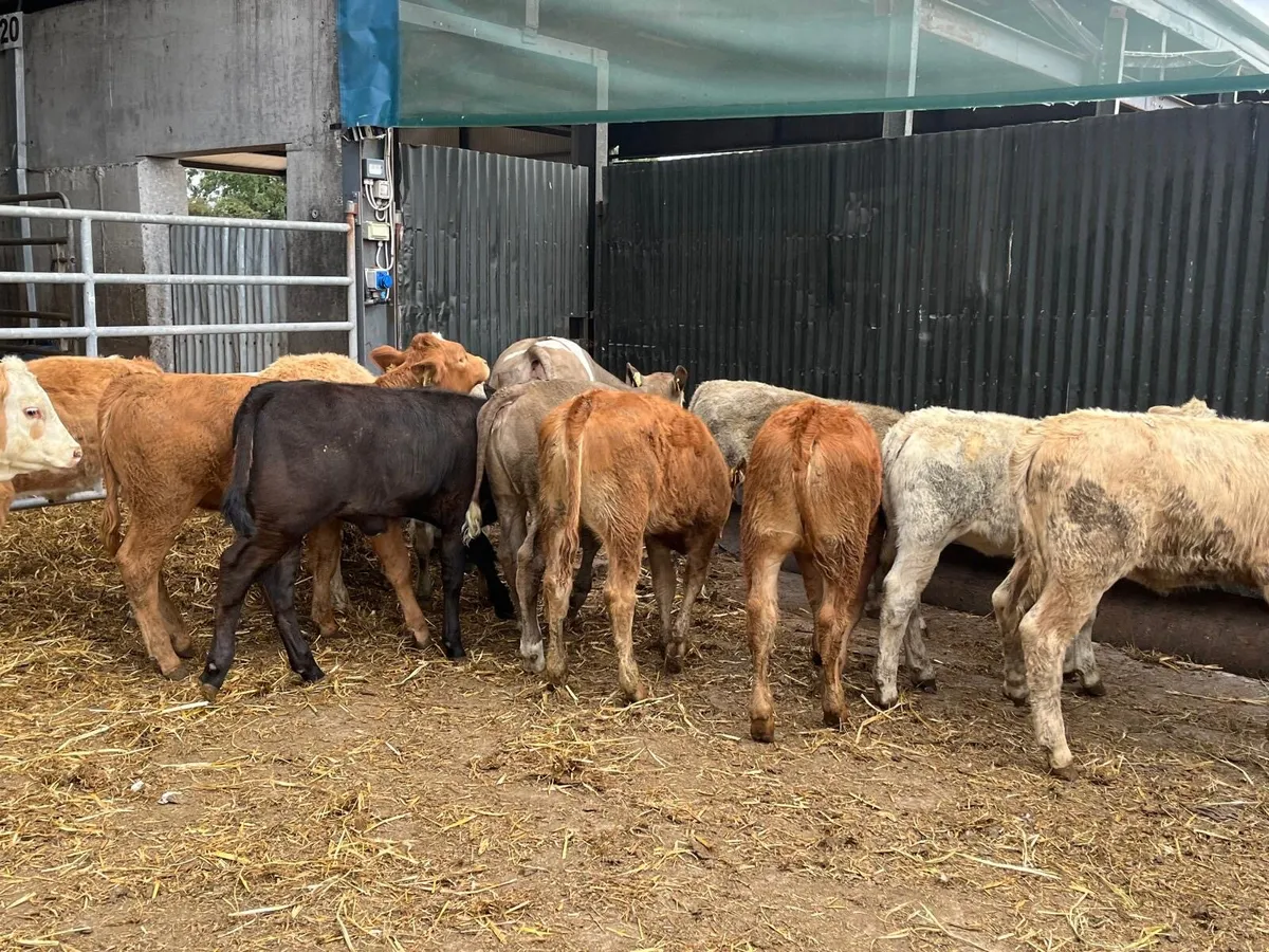 12 super  suckler bred  continental heifers - Image 4