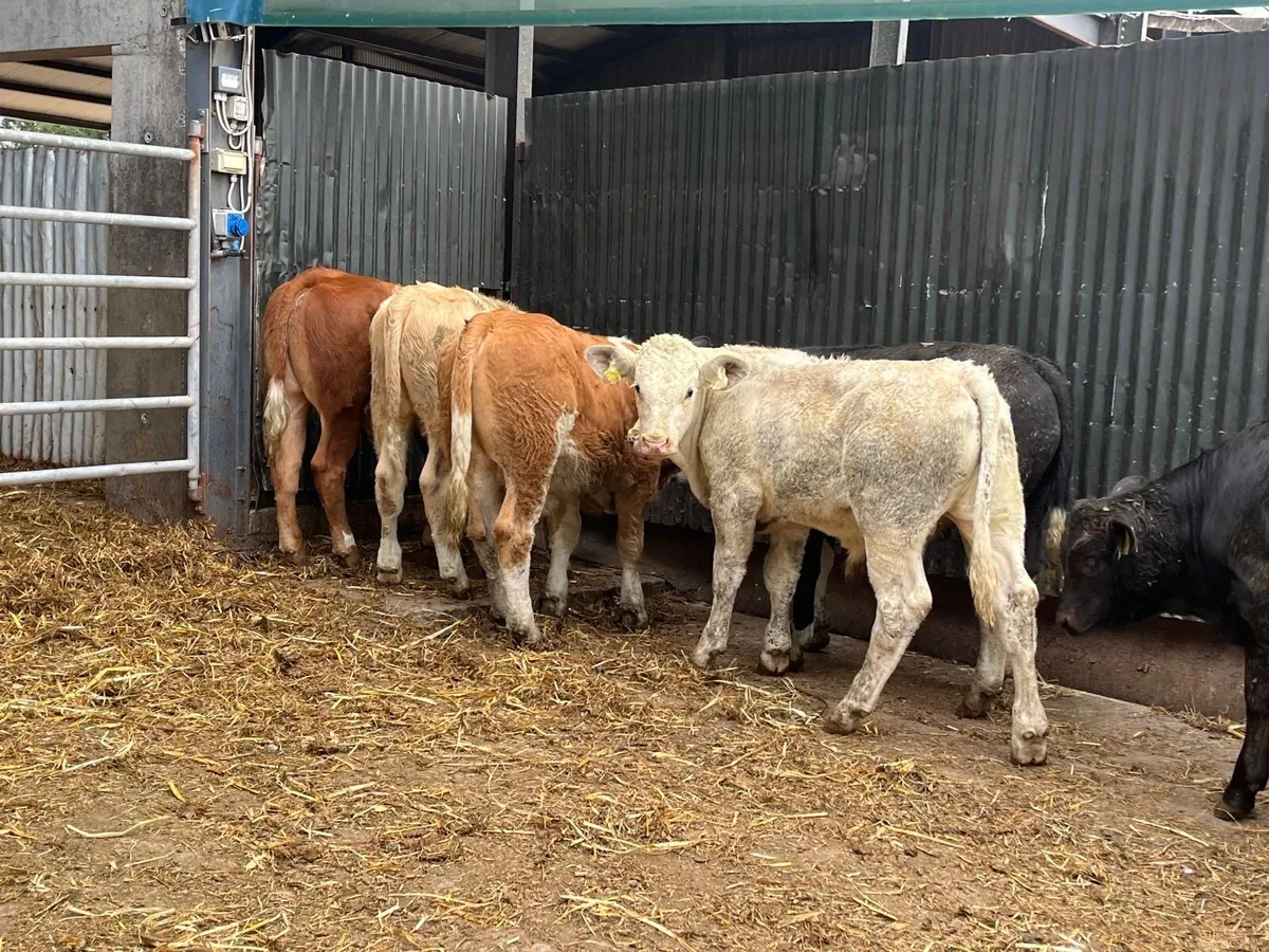 6 super suckler bred bull weanlings - Image 2