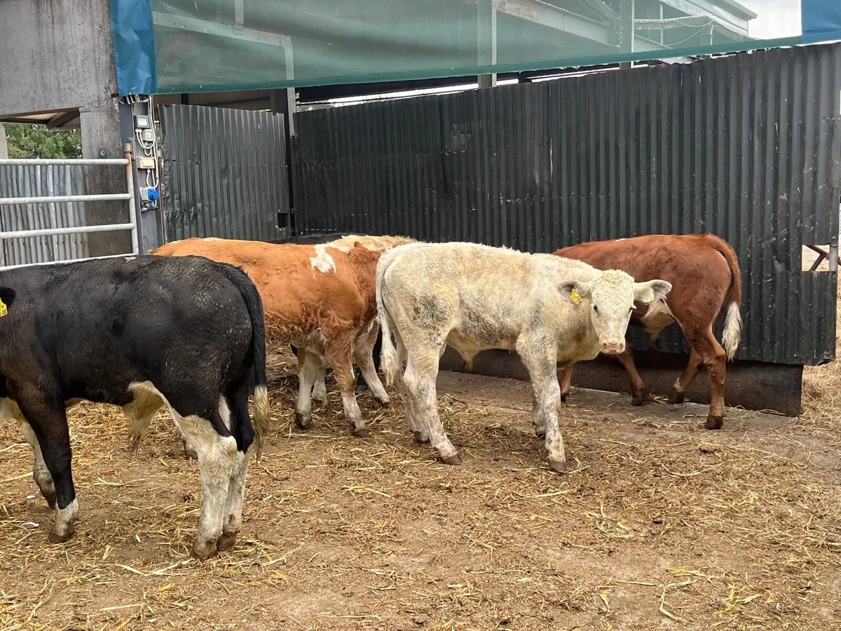 6 super suckler bred bull weanlings - Image 3