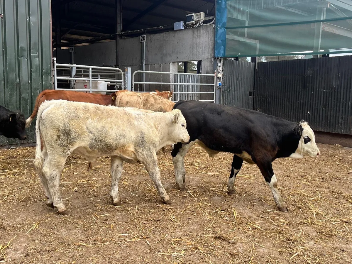 6 super suckler bred bull weanlings - Image 4