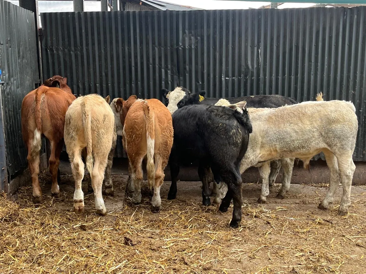 6 super suckler bred bull weanlings - Image 1