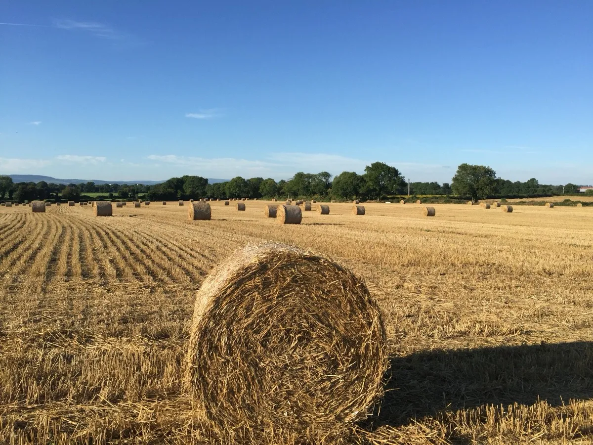 Barley Straw - Image 1