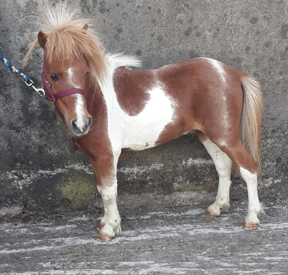 8.2 skewbald gelding leadrein kids pony - Image 2