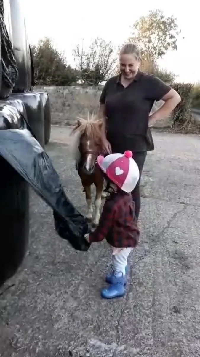 8.2 skewbald gelding leadrein kids pony - Image 3
