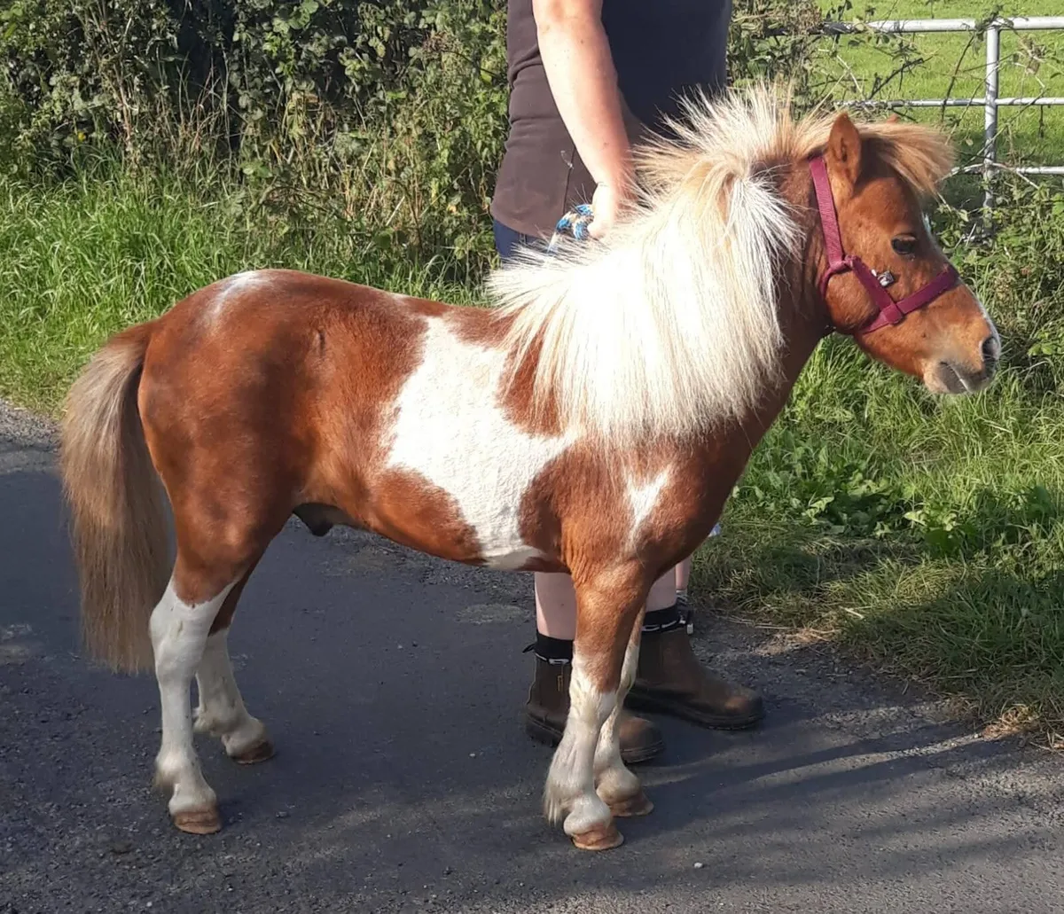 8.2 skewbald gelding leadrein kids pony - Image 4