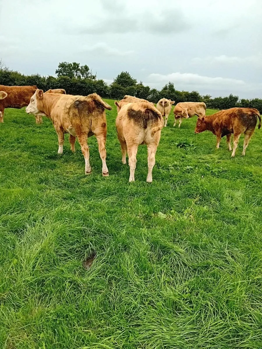 20 Lim and Ch heifers - Image 2