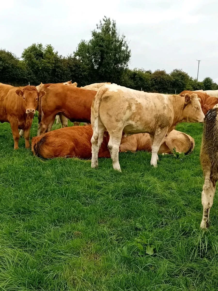 20 Lim and Ch heifers - Image 4