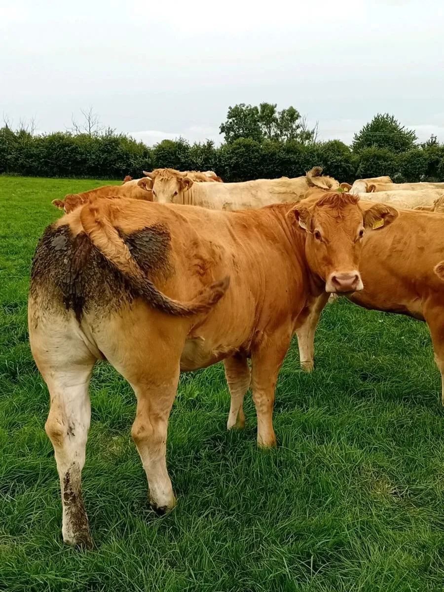 20 Lim and Ch heifers - Image 1