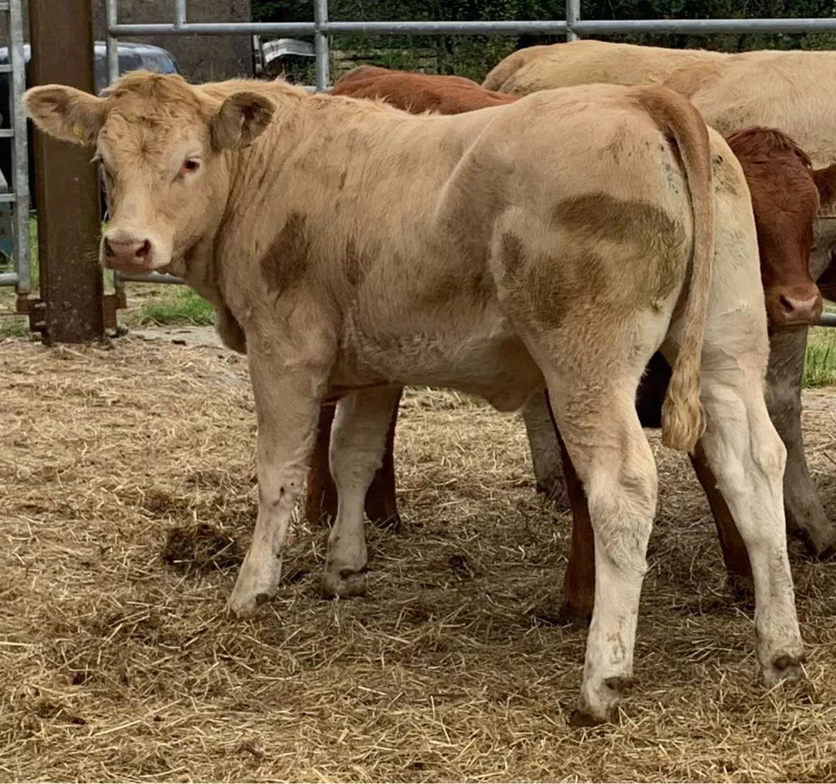 8 u grade heifers - Image 1
