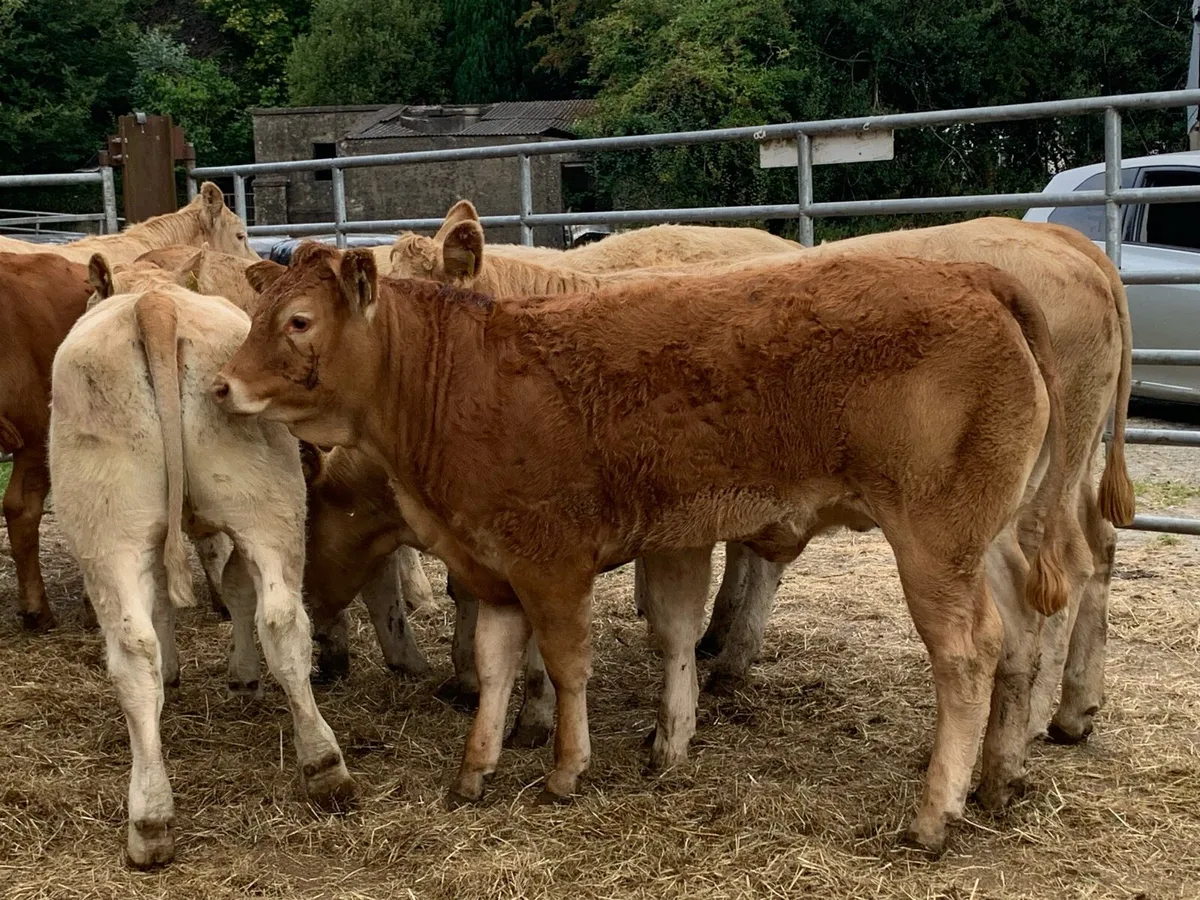8 u grade heifers - Image 2