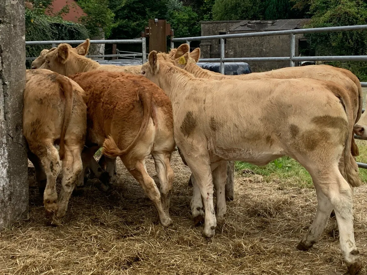 8 u grade heifers - Image 3