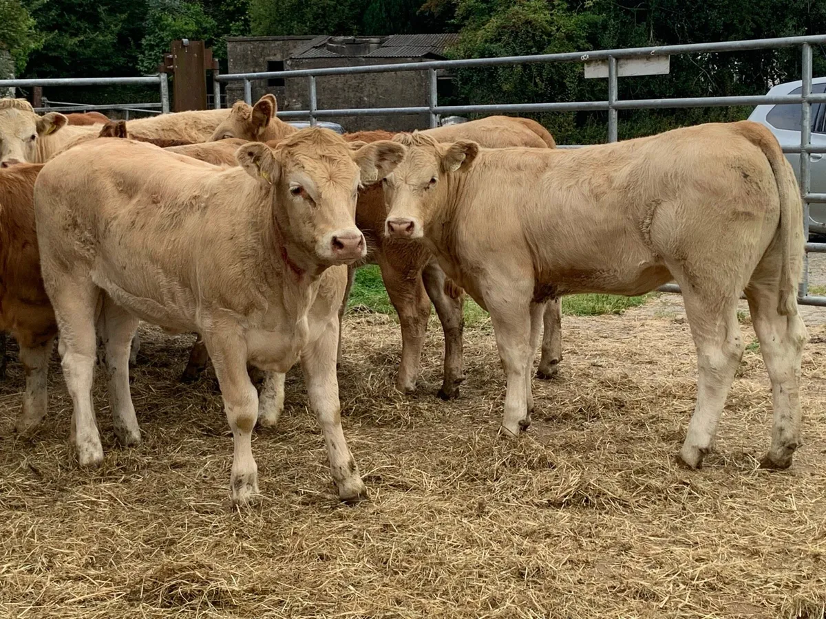 8 u grade heifers - Image 4