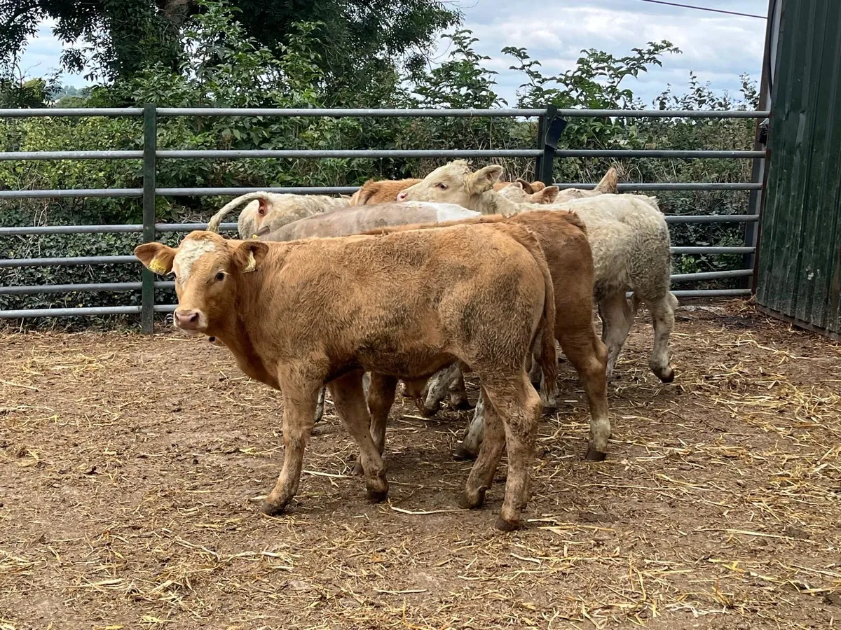 8 super  suckler  bred bull weanlings - Image 2