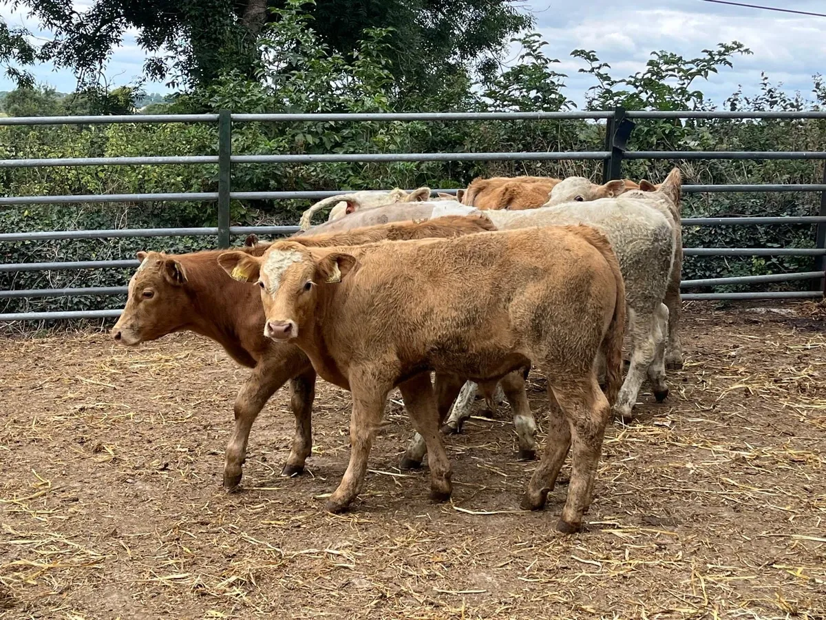 8 super  suckler  bred bull weanlings - Image 3