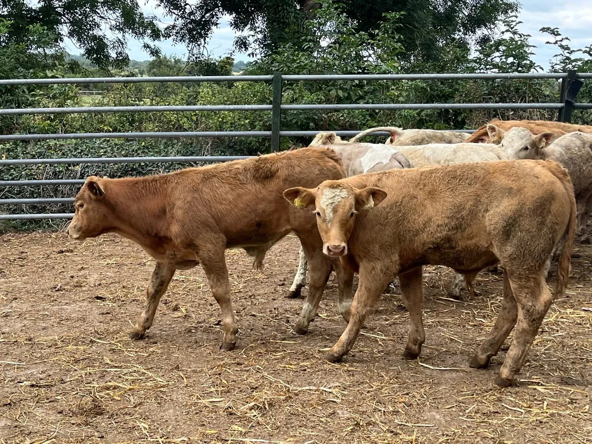 8 super  suckler  bred bull weanlings - Image 4