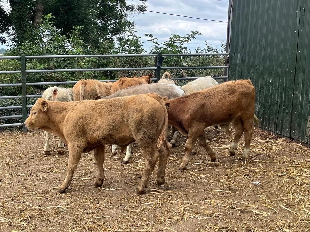 8 super  suckler  bred bull weanlings - Image 1