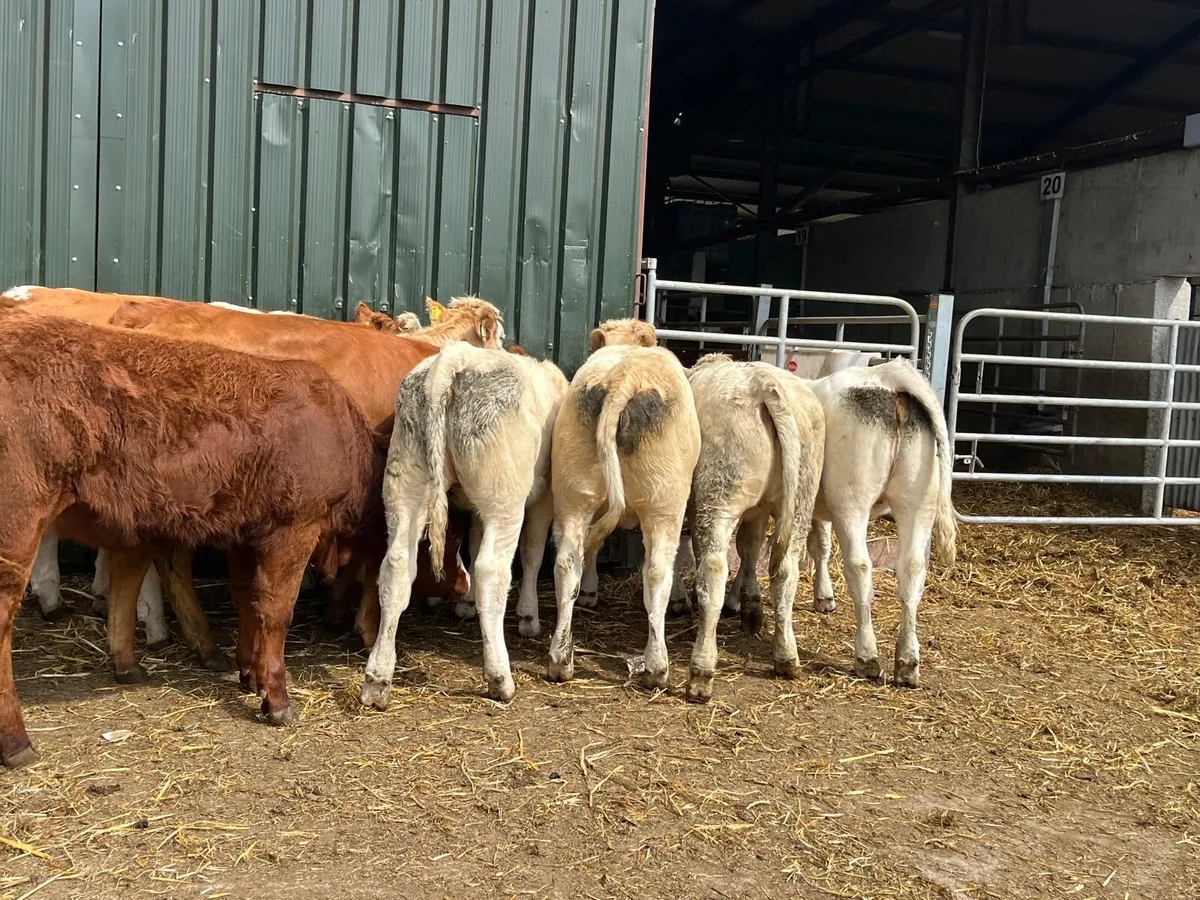 10 super  330 kg charlaois store heifers - Image 1