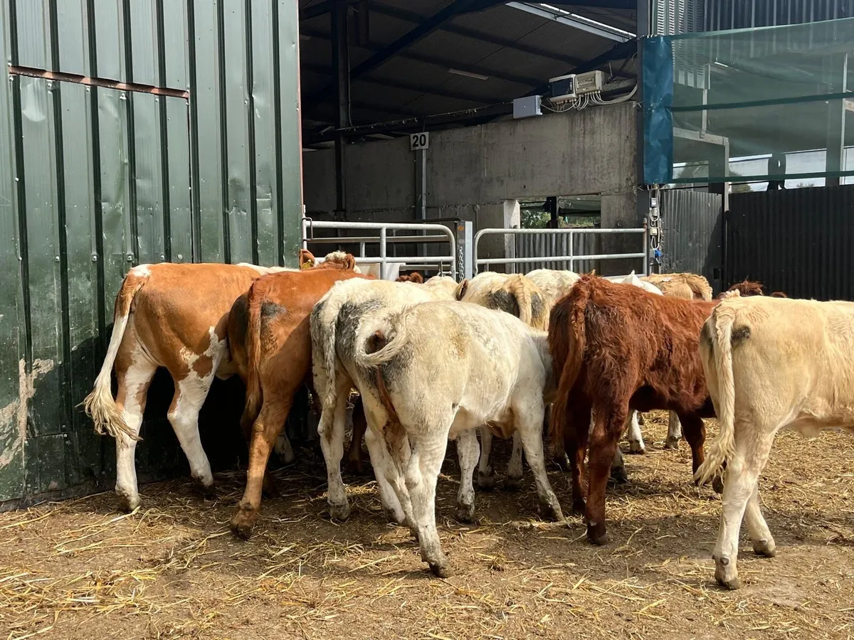 10 super  330 kg charlaois store heifers - Image 2