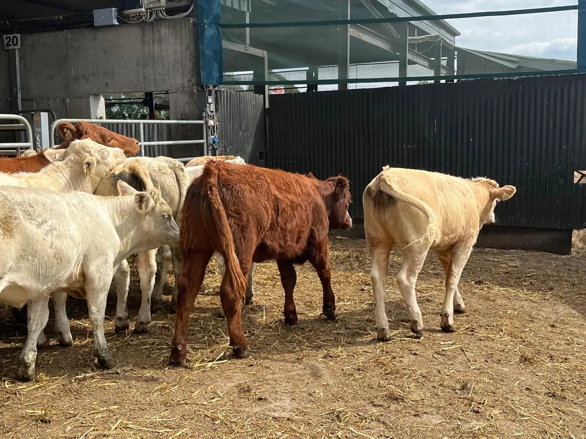10 super  330 kg charlaois store heifers - Image 3