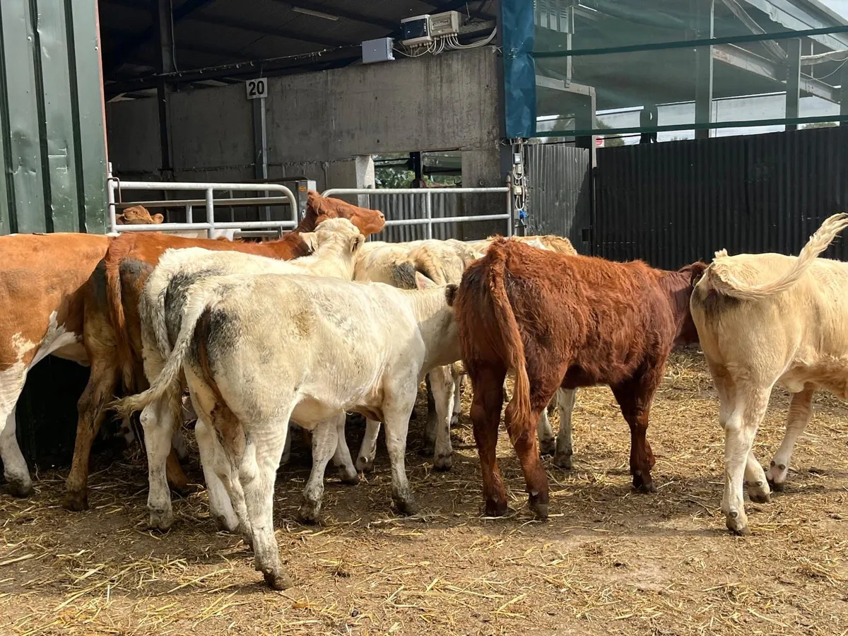 10 super  330 kg charlaois store heifers - Image 4